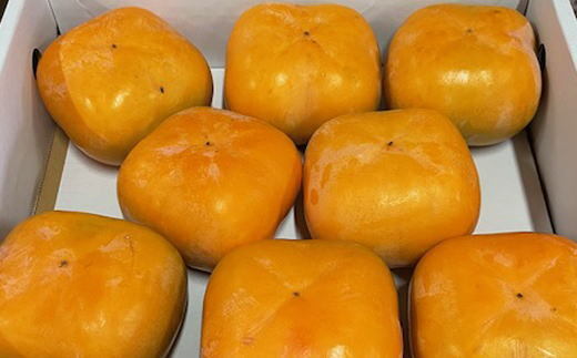 【先行予約】 大玉サイズ 平たねなし柿 「クイーンパーシモン」 約4kg 10玉～12玉おまかせ 和歌山県産｜かき フルーツ 柿 果物 くだもの 和歌山県産