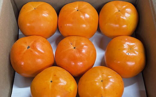 【和歌山県美浜町】富有柿の新品種「紀州てまり」約7.5kg(22玉〜32玉おまかせ)◇ ※2025年11月上旬〜11月中旬頃順次発送予定