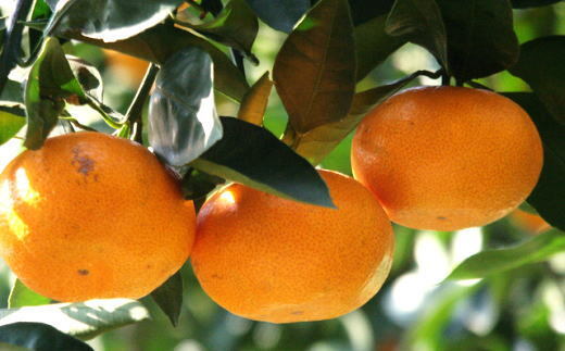 【訳あり・ご家庭用】和歌山由良町産のみかん約5kg
※2025年11月中旬～12月下旬頃に順次発送予定