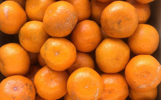 【訳あり・ご家庭用】和歌山由良町産のみかん約5kg
※2025年11月中旬～12月下旬頃に順次発送予定