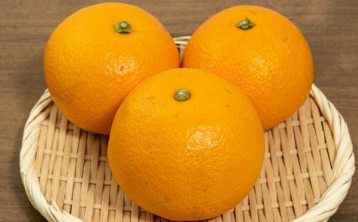 【希少品】和歌山県産紅八朔約5kg（サイズ混合） ※2026年1月下旬～2月中旬頃に順次発送予定