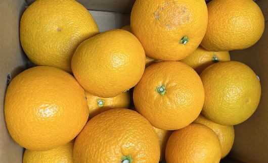 【希少品】和歌山県産紅八朔約5kg（サイズ混合） ※2026年1月下旬～2月中旬頃に順次発送予定