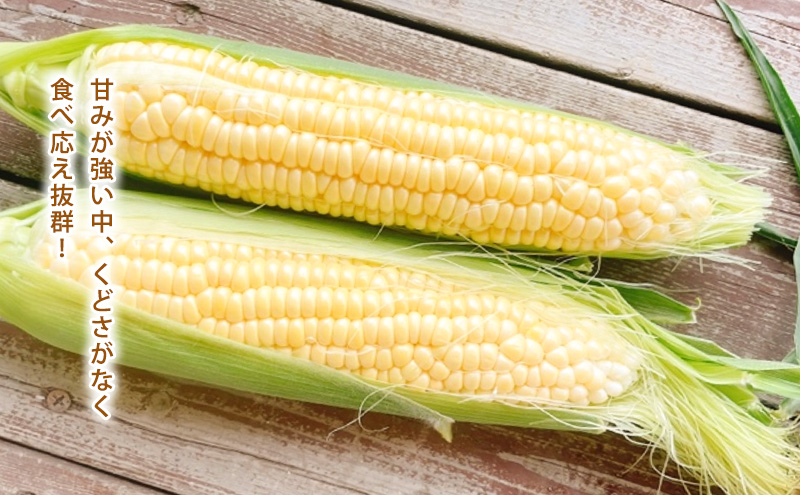 とうもろこし とうもろこし 【令和8年産予約受付】黒木農場 ほしつぶコーン 12本