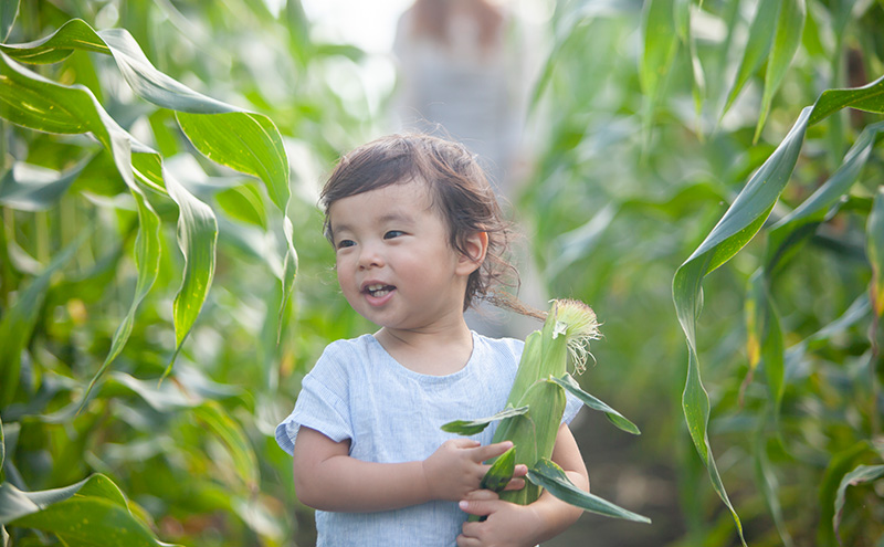 スイートコーン「ゴールドラッシュ ＆ 雪の妖精」各5本ずつ合計10本