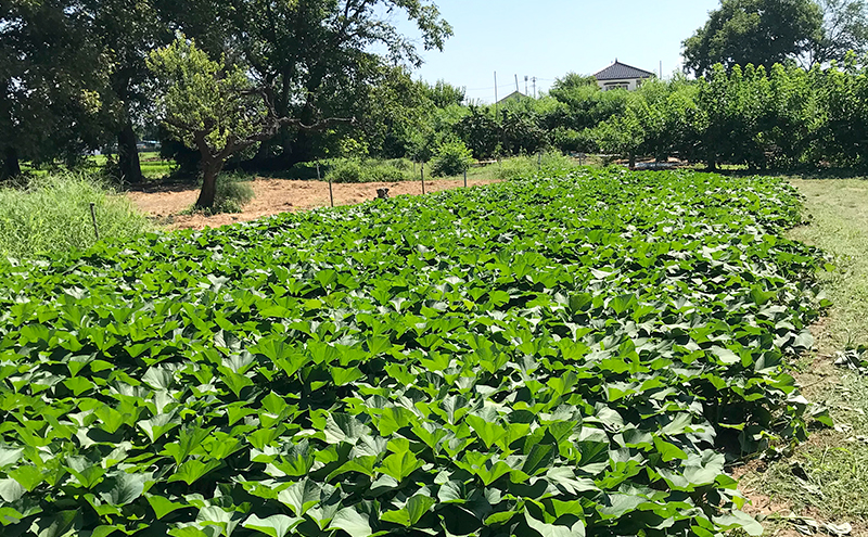 干し焼き芋　8袋入り 約1.4kg さつまいも 加工食品 乾物 野菜 サツマイモ ドライフルーツ 紅はるか スイーツ