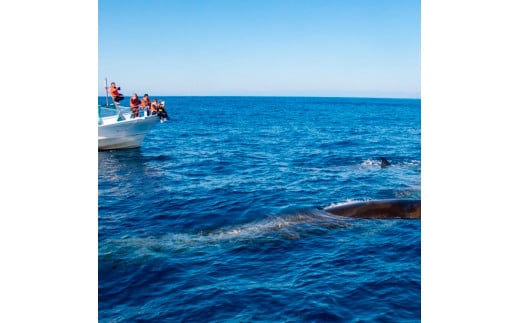 ホエールウォッチング  船一隻チャーター便相当 40000円分クーポン1～5名乗船可能