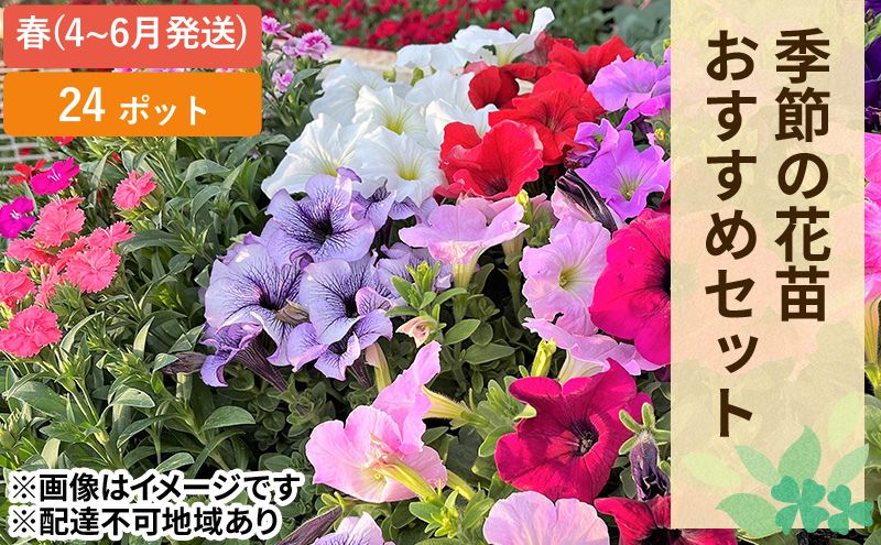【岡山県赤磐市】春 の 花苗 おすすめ セット 24ポット(4〜6月発送) ガーデニング 園芸 お花 花 フラワー