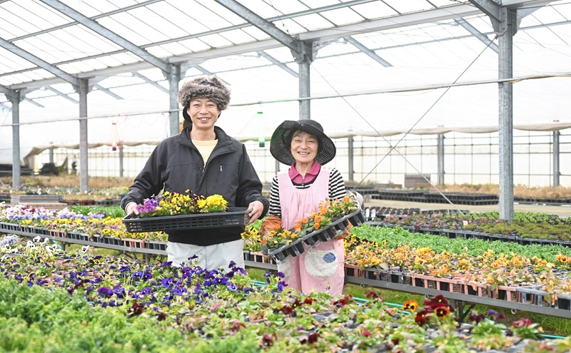 春 の 花苗 おすすめ セット 24ポット(4～6月発送) ガーデニング 園芸 お花 花 フラワー 