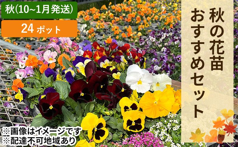 【岡山県赤磐市】秋 の 花苗 おすすめ セット 24ポット(10月下旬〜1月発送) ガーデニング 園芸 お花 花 フラワー