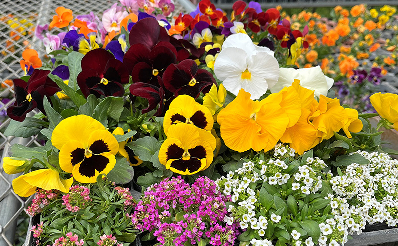 秋 の 花苗 おすすめ セット 24ポット(10月下旬～1月発送) ガーデニング 園芸 お花 花 フラワー 