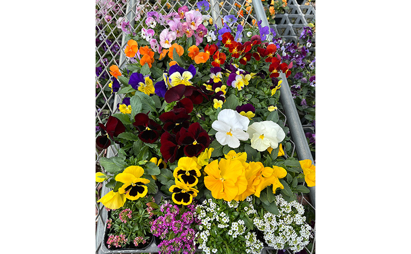 秋 の 花苗 おすすめ セット 24ポット(10月下旬～1月発送) ガーデニング 園芸 お花 花 フラワー 