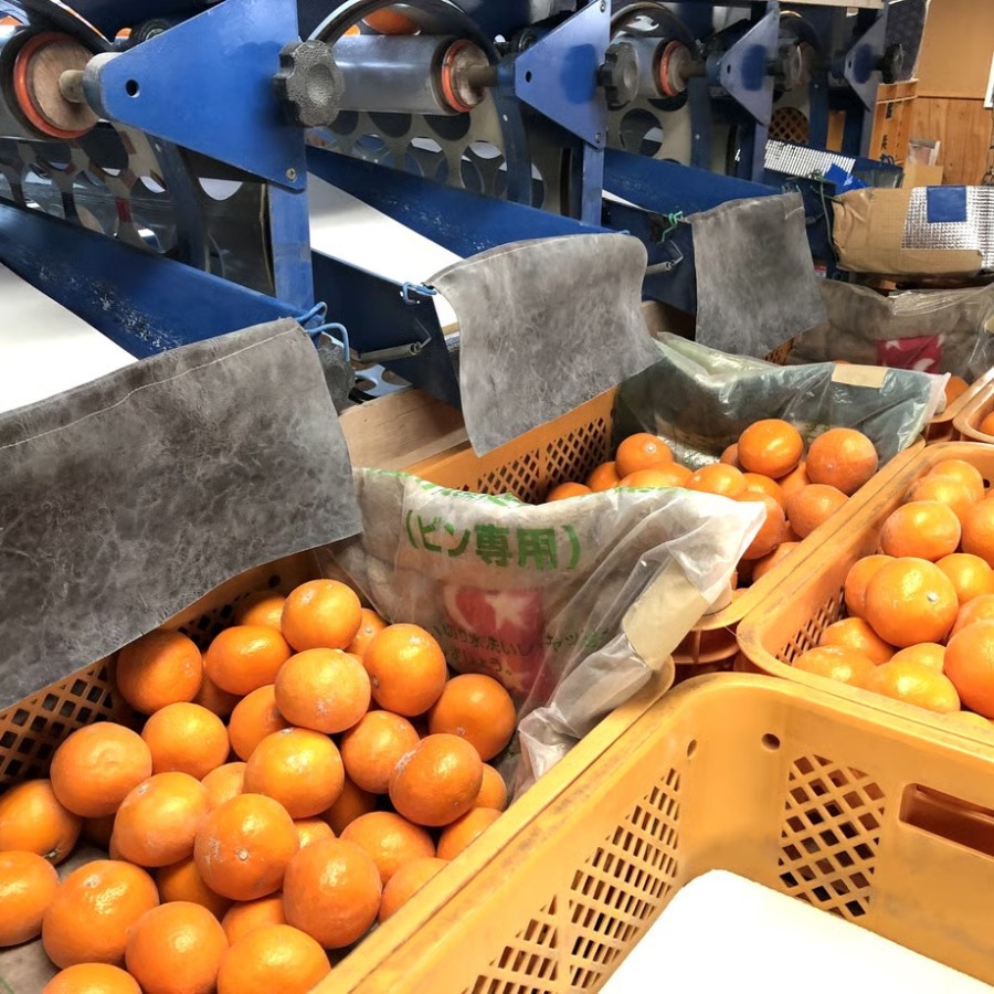 京都・火の國屋・搾ったまま果汁（みかん2本）〈無添加 生搾り 高濃度 果実 みかん ミカン ジュース 果汁 飲料 果物〉 果汁飲料 野菜飲料 みかんジュース 加工食品 