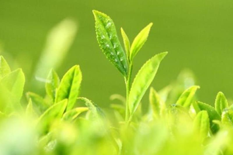 耐熱ボトルと深蒸し冷茶セット(4g×62袋入)〈お茶 茶 緑茶 煎茶 深蒸し茶 深むし 冷茶 耐熱ボトル ティーバッグ ティーパック 飲料 セット 工芸品 加工食品 日用品 雑貨〉 