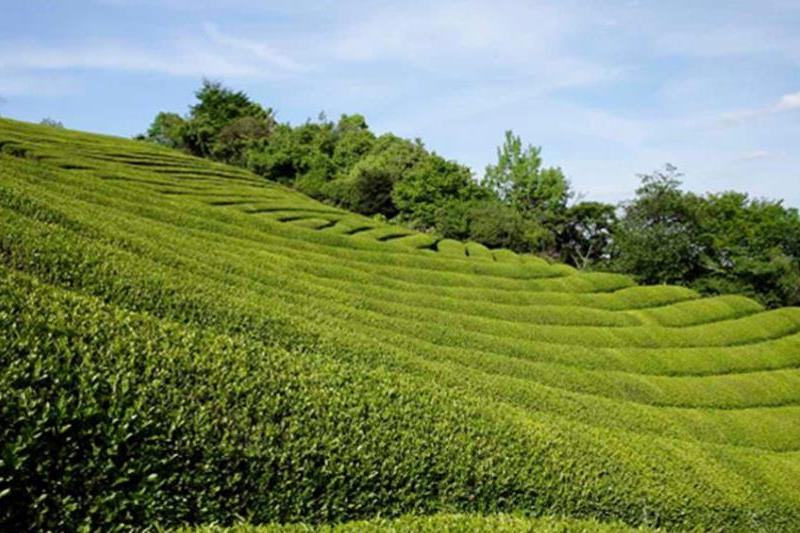 耐熱ボトルと深蒸し冷茶セット(4g×62袋入)〈お茶 茶 緑茶 煎茶 深蒸し茶 深むし 冷茶 耐熱ボトル ティーバッグ ティーパック 飲料 セット 工芸品 加工食品 日用品 雑貨〉 