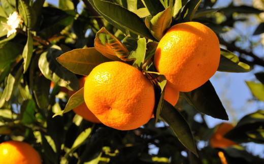 エコファーマーのこだわり有田みかん約10kg(サイズ混合)◇
※2025年11月中旬～2026年1月中旬頃に順次発送予定