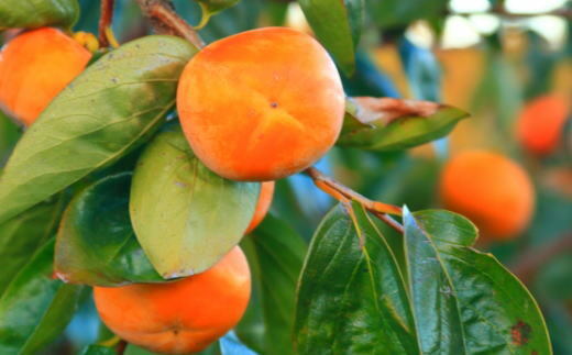 ≪柿の名産地≫九度山町の富有柿3Lサイズ6個入り