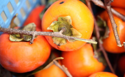 ≪柿の名産地≫九度山の富有柿約7.5kgご家庭用 