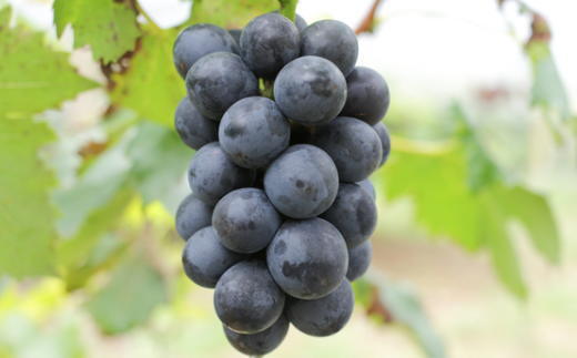 【新鮮・産直】和歌山県産たねなしピオーネ約3kg（目安：4房～7房）