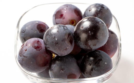 【新鮮・産直】和歌山県産たねなしピオーネ約3kg（目安：4房～7房）