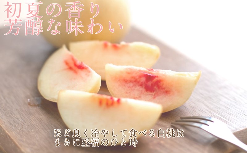 もも 2026年 先行予約 岡山匠の白桃 約2.4kg 7～9玉 犬塚農園 岡山県産  桃 モモ ギフト 初夏 みずみずしい 