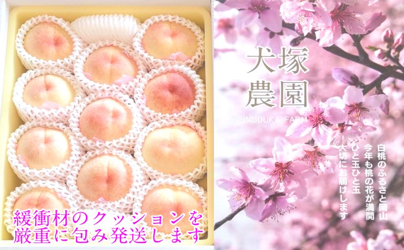 もも 2026年 先行予約 岡山匠の白桃 約2.4kg 7～9玉 犬塚農園 岡山県産  桃 モモ ギフト 初夏 みずみずしい 