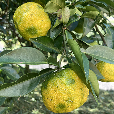 愛媛県鬼北町産ゆず 約2kg【 果物 柑橘 国産 日本産 香りが強い 良質な
