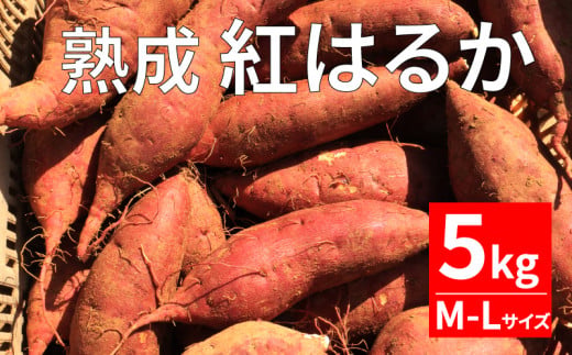  熟成 紅はるか 5kg M-Lサイズ さつまいも いも 低温熟成 完全熟成収穫 甘い 糖度 焼き芋 やきいも スイートポテト おやつ 高糖度 料理 国産 愛媛県 愛南町 青果市場