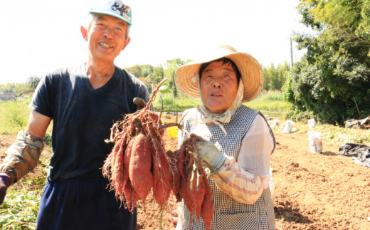  熟成 紅はるか 5kg M-Lサイズ さつまいも いも 低温熟成 完全熟成収穫 甘い 糖度 焼き芋 やきいも スイートポテト おやつ 高糖度 料理 国産 愛媛県 愛南町 青果市場