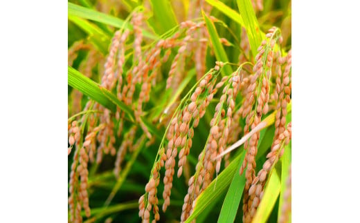 先行予約 令和7年産 無洗米コシヒカリ10キロ 5kg×2 10kg 米 白米 精米 新米 むせんまい こしひかり コシヒカリ ブランド米 おこめ こめ 飯 ご飯 ごはん おにぎり おいしい 人気 ギフト