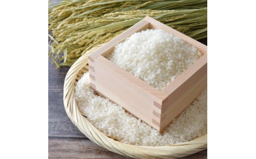 先行予約 令和7年産 無洗米コシヒカリ5キロ 5kg 米 白米 精米 新米 むせんまい こしひかり コシヒカリ ブランド米 おこめ こめ 飯 ご飯 ごはん おにぎり おいしい 常温 人気 ギフト