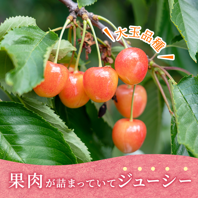 先行受付 北海道 仁木町産 さくらんぼ 南陽 400g×2P Lサイズ  サクランボ チェリー フルーツ 果物 果物類 仁木町 仁木 [林果樹園]