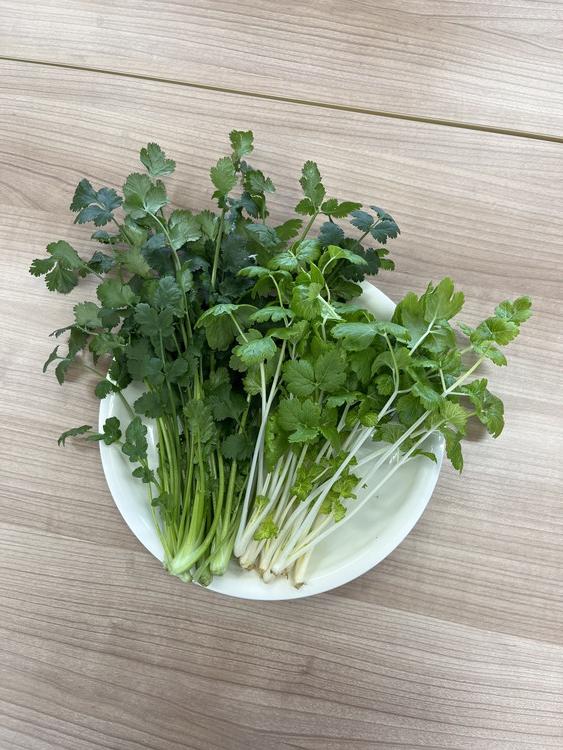 期間限定　パクチー　香菜　新鮮野菜　業務用　大量　卸し　旬野菜　6kg パクチー 香菜 100g : おいしい食品館 - 通販 - Yahoo!ショッピング