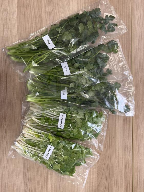 LED水耕栽培 香草野菜（パクチー/セロリー）250g＜野菜 やさい