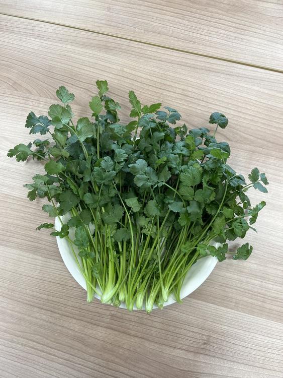 【冷蔵便】香菜/パクチー/千葉県産/約10kg入/業務用 楽天市場】《冷凍》 千葉県房総産菜の花（カット）500G 学校