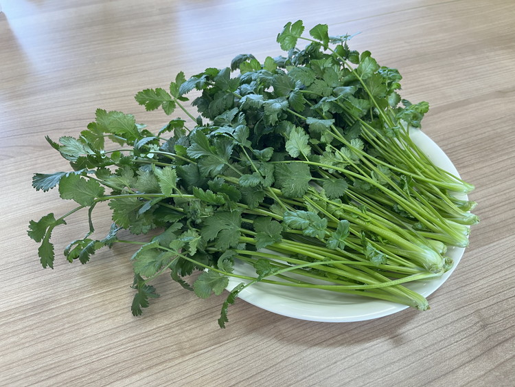 【冷蔵便】香菜/パクチー/千葉県産/約10kg入/業務用 冷蔵便】香菜/パクチー/千葉県産/約10kg入/業務用 冷蔵便】香菜