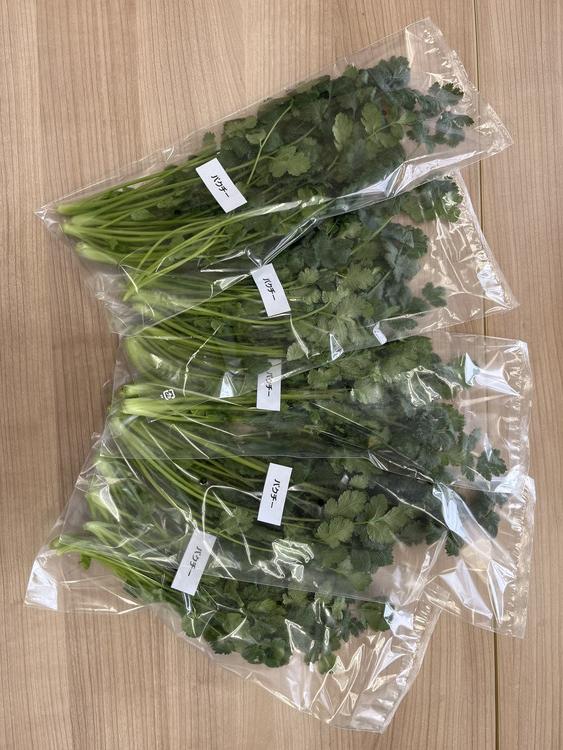 LED水耕栽培 香味野菜（パクチー）250g＜野菜 やさい パクチー