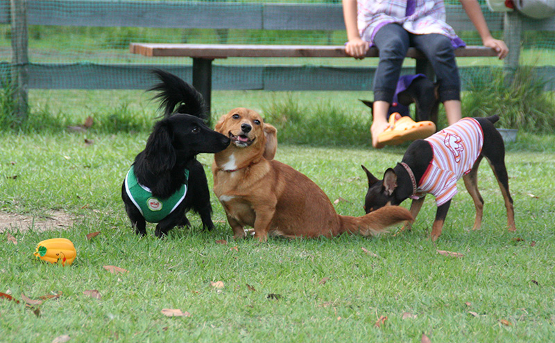 みやま公園 ドッグラン 回数券 13回分 チケット 体験 岡山県 玉野市 
