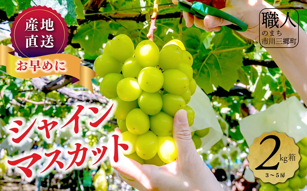 シャインマスカット 【2025年発送】 山