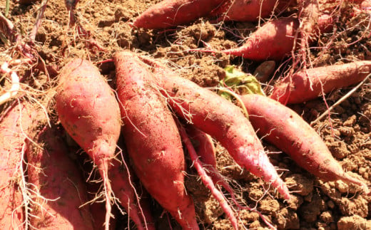 訳あり 熟成 紅はるか 10kg さつまいも いも 低温熟成 完全熟成収穫 甘い 糖度 焼き芋 やきいも スイートポテト おやつ サイズミックス 2S～3Lサイズ 高糖度 料理 国産 愛媛県 愛南町
