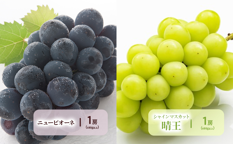 フルーツ 2026年 先行予約 晴れの国 岡山 の フルーツ 定期便 6回コース 岡山県産 桃 もも 葡萄 ぶどう 梨 なし 