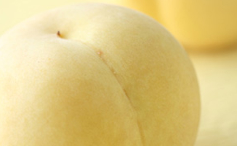 桃 2025年 先行予約  岡山県産 白桃 冬桃がたり 3個入り 約600g もも モモ 岡山県産 国産 フルーツ 果物 ギフト 