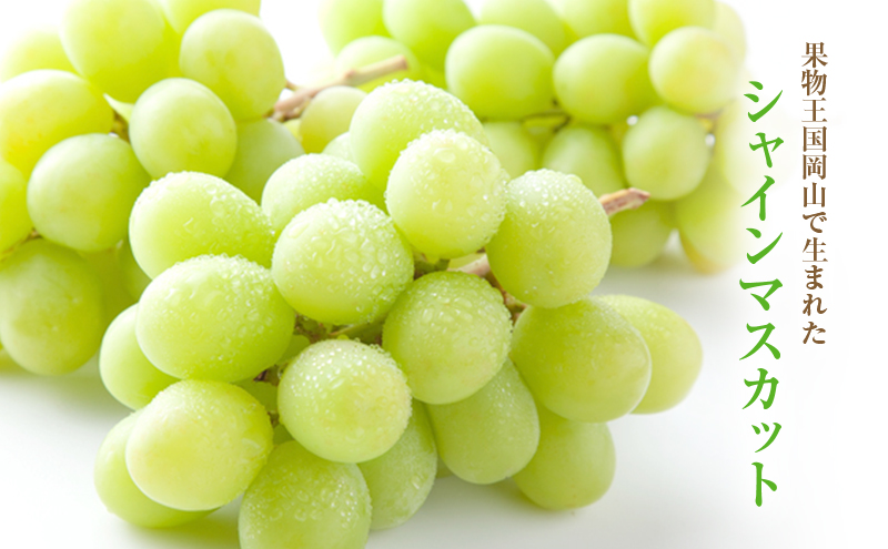 2025年 先行予約 シャインマスカット 4～5房 合計約2kg 冷蔵配送