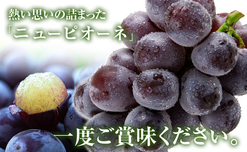 ニュー ピオーネ 約4kg ぶどう 葡萄 フルーツ 岡山 高梁市産 2026年 先行予約 果物類 果物 