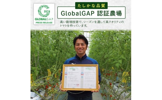 FK7-0209_ 【2カ月定期】嘉島町産アイコトマト1kg もぎたて 産地直送 産直 有機肥料 甘い フルーティー ミニトマト プチトマト リコピン 新鮮 フレッシュ サラダ 朝食 野菜 食品