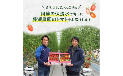 FK7-0211_ 【3カ月定期】嘉島町産アイコトマト1kg もぎたて 産地直送 産直 有機肥料 甘い フルーティー ミニトマト プチトマト リコピン 新鮮 フレッシュ サラダ 朝食 野菜 食品