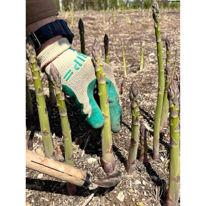 【アスパラさんセット】 楽天市場】【予約】北海道産 アスパラ 3色セット 900g (各300g入り