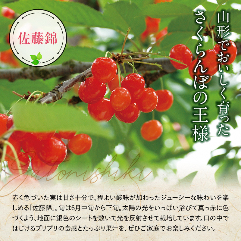 山形県南陽市のふるさと納税 【令和8年産先行予約】 《定期便2回》 さくらんぼ食べ比べ定期便 「佐藤錦・紅秀峰」 各500g (秀品) 『マルエ青果』 果物 くだもの フルーツ 山形県 南陽市 [1888]