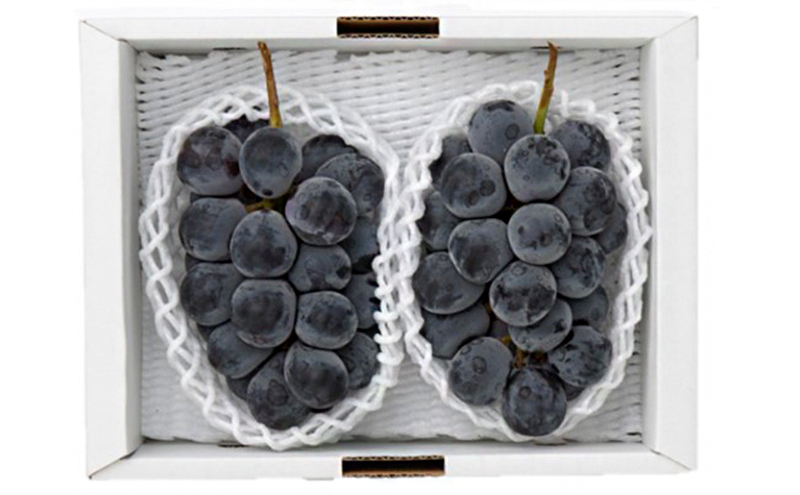 ぶどう 2026年 先行予約 ニューピオーネ2房(1房480g以上) 化粧箱入り ブドウ 葡萄 岡山県産 国産 フルーツ 果物 ギフト 