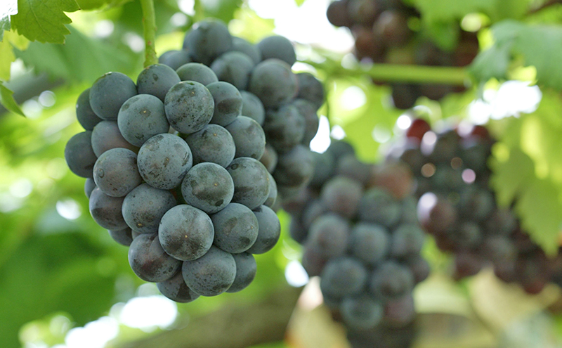 ぶどう 2026年 先行予約 ニューピオーネ2房(1房480g以上) 化粧箱入り ブドウ 葡萄 岡山県産 国産 フルーツ 果物 ギフト 