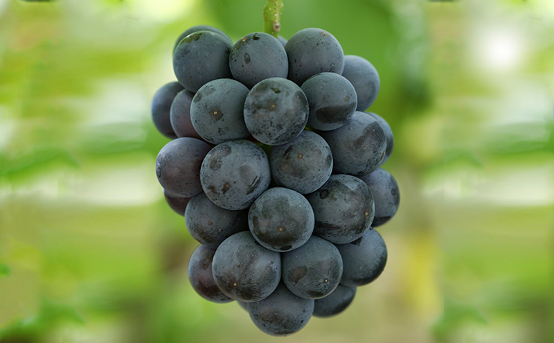 ぶどう 2026年 先行予約 ニューピオーネ2房(1房480g以上) 化粧箱入り ブドウ 葡萄 岡山県産 国産 フルーツ 果物 ギフト 